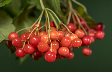 A Cluster of Ripe Viburnum Berries and Green Leaves