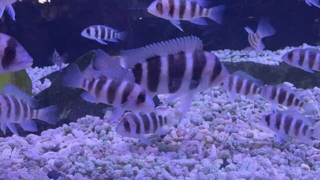 Many beautiful fish cyphotilapia frontosa. Tropical fish.