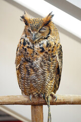 Siberian eagle owl. Scientific name:Bubo Bubo sibiricus, the largest owl in the world.
