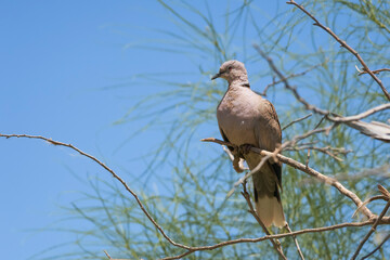 Eurasian collared dove in Sonny Bono National Wildlife Refuge. California
