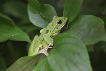 	葉に乗るモリアオガエル