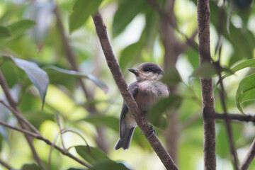 木にとまるヤマガラの幼鳥