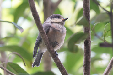 木にとまるヤマガラの幼鳥