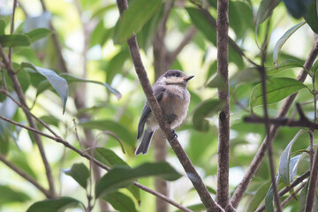 木にとまるヤマガラの幼鳥