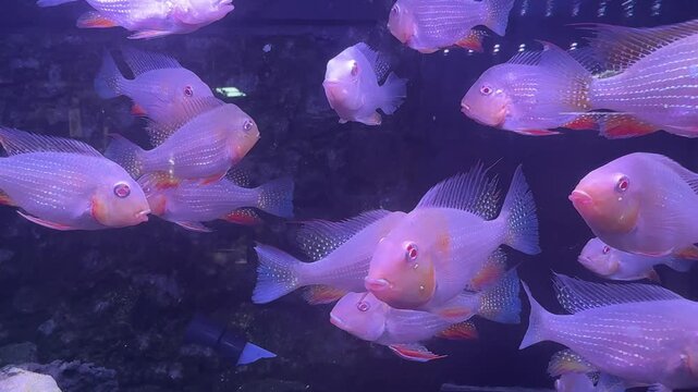 Threadfin acara (Acarichthys heckelii), also known as Heckel's thread-finned acara, is a South American species of cichlid fish.