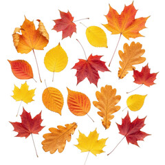 Fototapeta premium Collection of autumn leaves in various colors isolated on transparent background