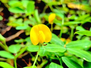 yellow flower with dew drops