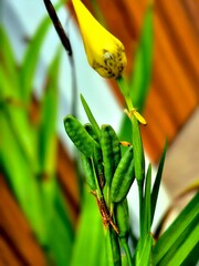 Yellow Walking Iris Bud and Seed Pods
