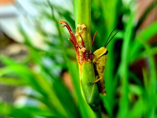Yellow Grasshopper on a Green Stem