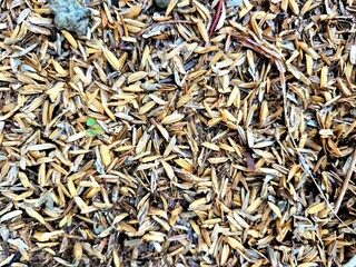 Rice Husk Texture and Background