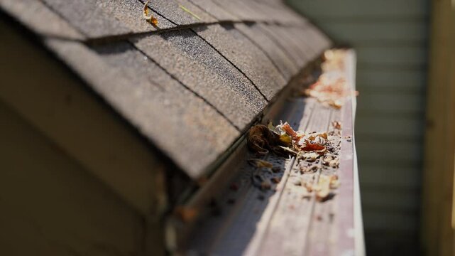 Dirt, debris, fallen leaves from the rooftop gutter drain that has become clogged problem. Close up stabile shot