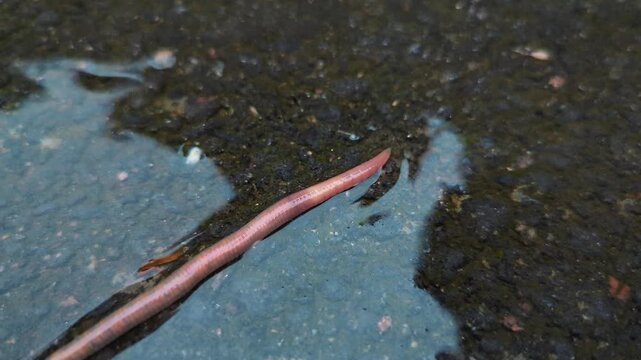 An earthworm crawls on wet asphalt during rain