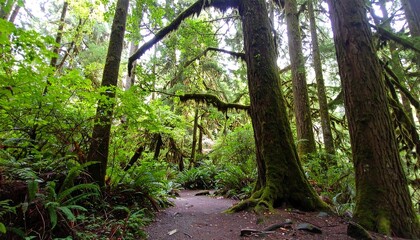 Fototapeta premium Lush green forest path winds through towering trees draped in moss, bathed in dappled sunlight.
