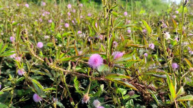 A cluster of pink flowers. In Indonesia, this plant is called &lsquo;Putri Malu&rsquo; (Mimosa pudica L). Its leaves are very sensitive; when touched, they immediately close