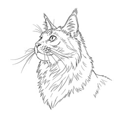 Obraz premium Maine Coon Cat in Side Profile, Looking up to the Right, in a Drawing Template Style Illustration Vector Great for Print, Tattoo Flash
