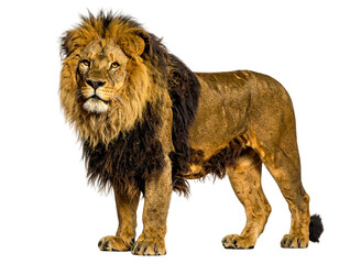 Obraz premium African Wild Lion Standing Full Body View on White Background PNG