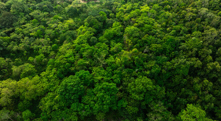 aerial view of dark green forest Abundant natural ecosystems of rainforest. Concept of nature forest preservation and reforestation.	