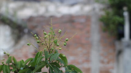 Longan fruit nipples appear at the end of the fruit stalk