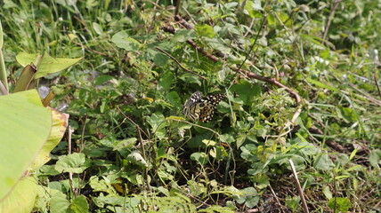 A black butterfly with white markings landed on the grass while flapping its wings.