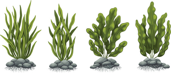 Aquatic Plants With Rocks And Roots Underwater Flora Assortment vector illustration