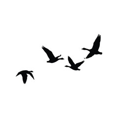 Silhouette flock of geese flying in v formation wild birds migration nature wildlife vector