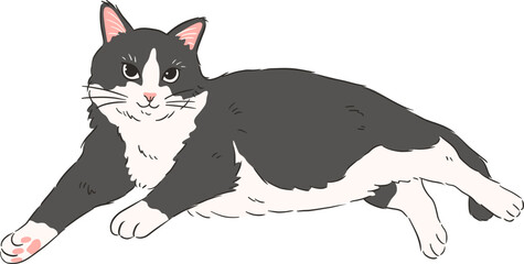 Illustration of a Black and White Domestic Cat