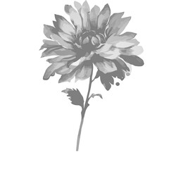A stunning white chrysanthemum and dahlia flower bouquet blossoms against a black background