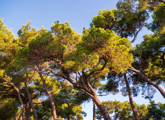 Aleppo pine forest with tall trunks and green crowns under clear blue sky, photographed in Biograd na Moru, Croatia, typical Mediterranean coastal vegetation.