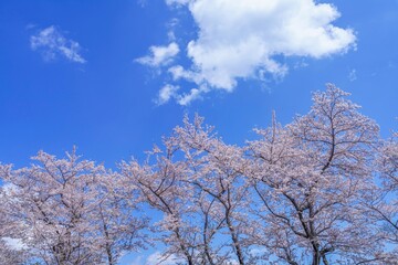 Fototapeta premium 青空バックに見上げる満開のソメイヨシノ桜