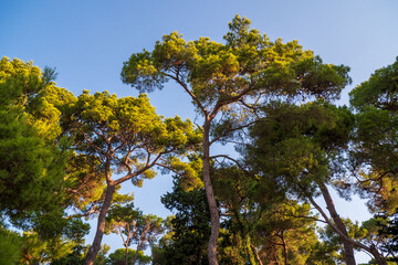 Aleppo pine forest with tall trunks and green crowns under clear blue sky, photographed in Biograd na Moru, Croatia, representing typical Mediterranean coastal woodland.
