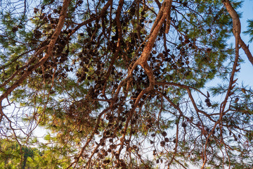 Aleppo pine branches with many brown pine cones hanging among green needles, photographed in Biograd na Moru, Croatia, typical Mediterranean coastal forest.
