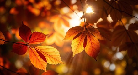 Golden sunlight streams through vibrant orange autumn leaves in stunning seasonal scene