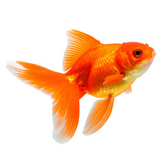 Single Orange Goldfish Swimming Side View, isolated on transparent background
