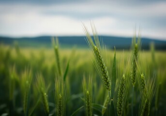 Dew drops on green wheat stalks in a field under a cloudy sky