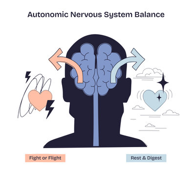 Autonomic Nervous System Balance is shown with a brain, arrows, and hearts, illustrating fight or flight vs rest and digest, transparent background. Doodle style diagram