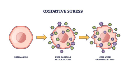Fototapeta premium Oxidative stress shows a normal cell, free radicals attacking, and resulting cell damage, transparent background.Key objects, cell, free radicals, arrows.
