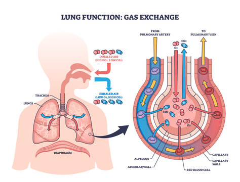 Lung function diagram shows gas exchange in alveoli, highlighting lungs, trachea, and blood vessels, transparent background.