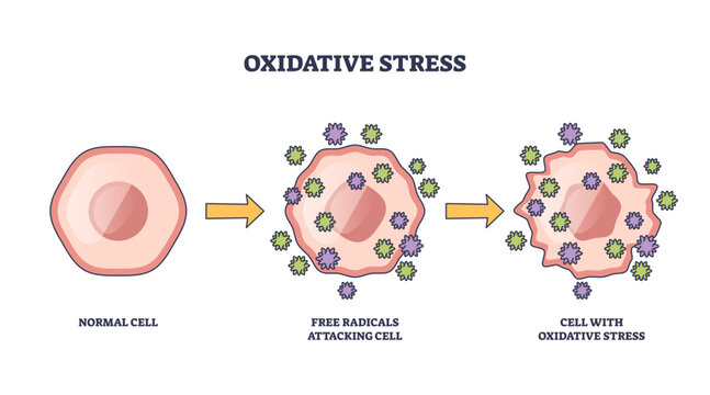 Oxidative stress shows a normal cell, free radicals attacking, and resulting cell damage, transparent background.Key objects, cell, free radicals, arrows.