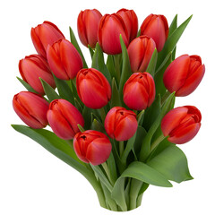 Fototapeta premium Isolated Bouquet Of Red Tulips With Green Leaves On Transparent Background