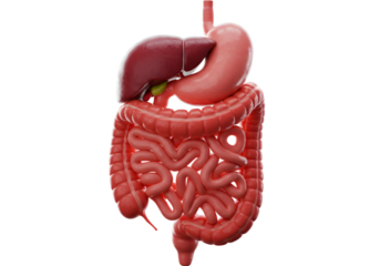 Detailed 3D Illustration Of Human Digestive System With Transparent Background