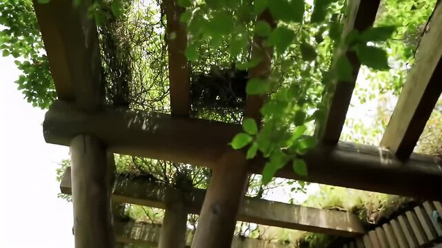 View through wooden pergola beams, overlaid with green vines and abundant foliage