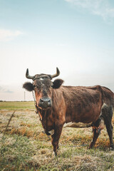 Brown cow with horns standing on a rural field, looking directly at camera under clear blue sky