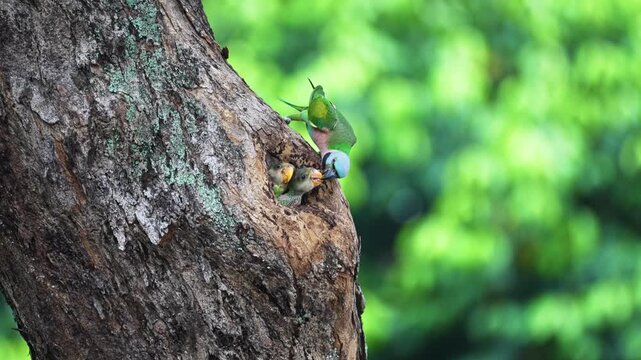 Red-breasted Parakeet Feeding Babies In Their Tree-hole Nest. Selective Focus Shot
