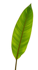 Isolated Green Tropical Leaf With Detailed Texture on White Background Photo