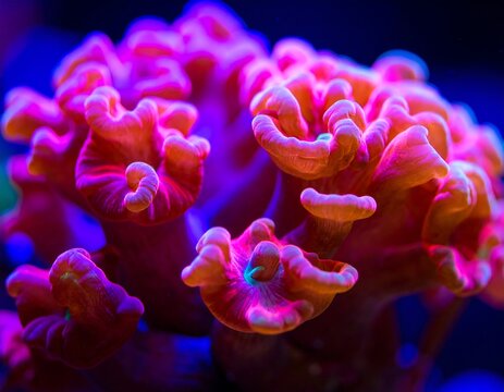 Close-up vibrant coral reef