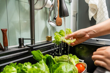 Hands gently rinse fresh salad greens under flowing water in a home kitchen. In a kitchen sink vibrant salad vegetables are thoroughly washed clean eating.