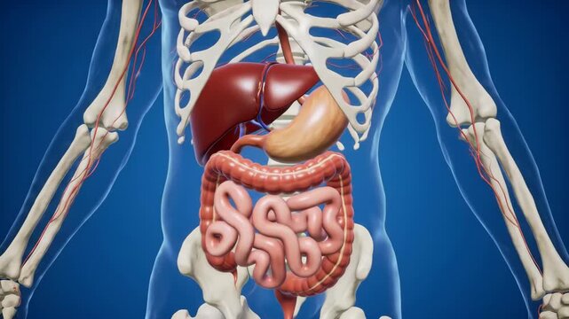 Human Digestive System Anatomy A 3D Medical Visualization