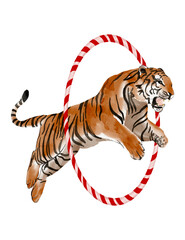Tiger jumping through a hoop in a performance. Watercolor illustration. Circus style. Vintage hand drawn on transparent background. © 7nov.studio