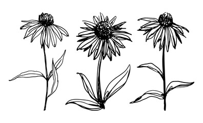 Echinacea medicinal plant sketch vector illustrations isolated on white background for essential oil and herbal tea packaging designs medicine web sites