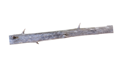 A thorny wooden branch displayed on a transparent background. Perfect for nature illustrations, botanical design elements, or wild forest-themed visual assets